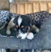 Amy sucht ein passendes Zuhause